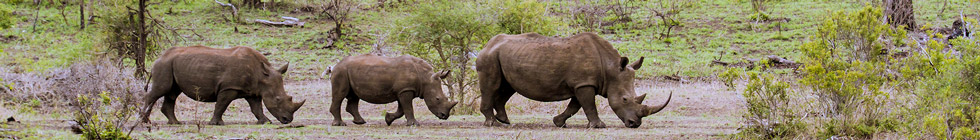 Parc National Kruger