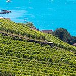 Vignobles en terrasse de Lavaux