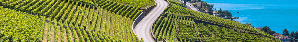 Vignobles en terrasse de Lavaux