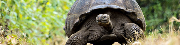 iles galapagos