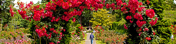 international rose gardens