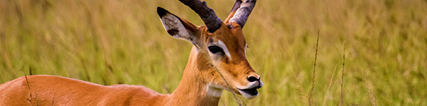 parc national akagera