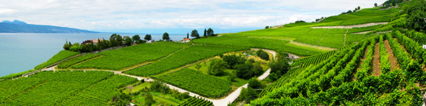 vignobles en terrasse de lavaux