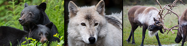 parc national nahanni