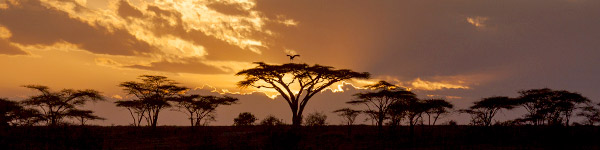 parc national kruger