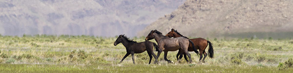 theodore roosevelt national memorial park