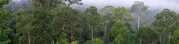 parc du kinabalu