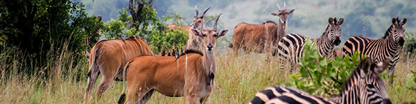 parc national akagera