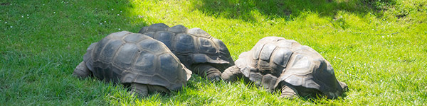 atoll d aldabra