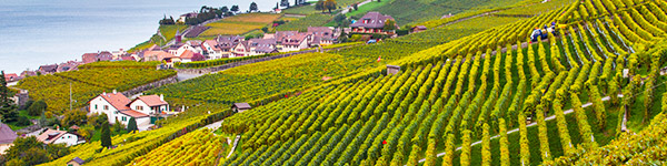 vignobles en terrasse de lavaux