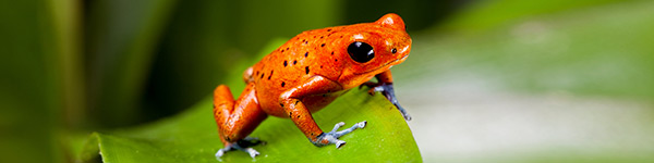 Parc-national-de-tortuguero