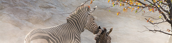 Parc-national-d-etosha