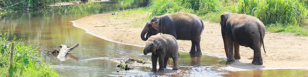 Parc-national-de-chitwan