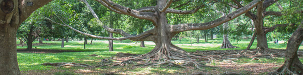 Jardin-botanique-de-peradeniya