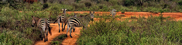 Parc-de-serengeti