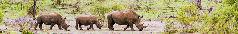 Parc-national-kruger