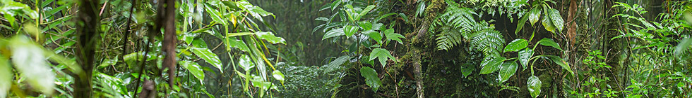 Parc-national-de-tortuguero