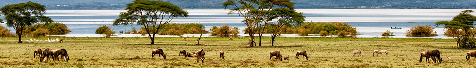 Lac-naivasha