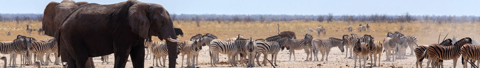 Parc-national-d-etosha