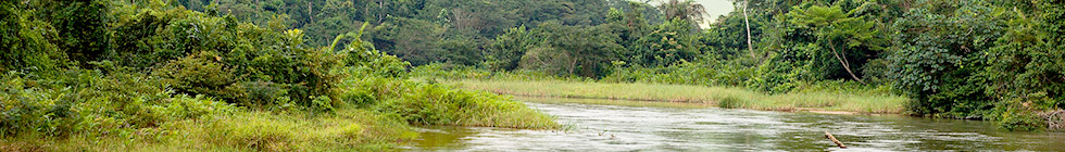 Bannière congo-rdc