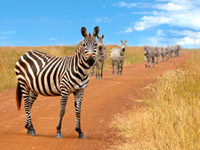 Parc-national-de-chobe