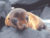 Parc-national-des-galapagos