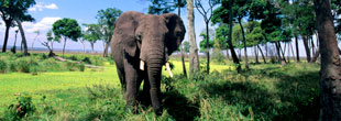 GuinÃ©e